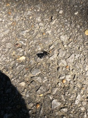 Camponotus pennsylvanicus