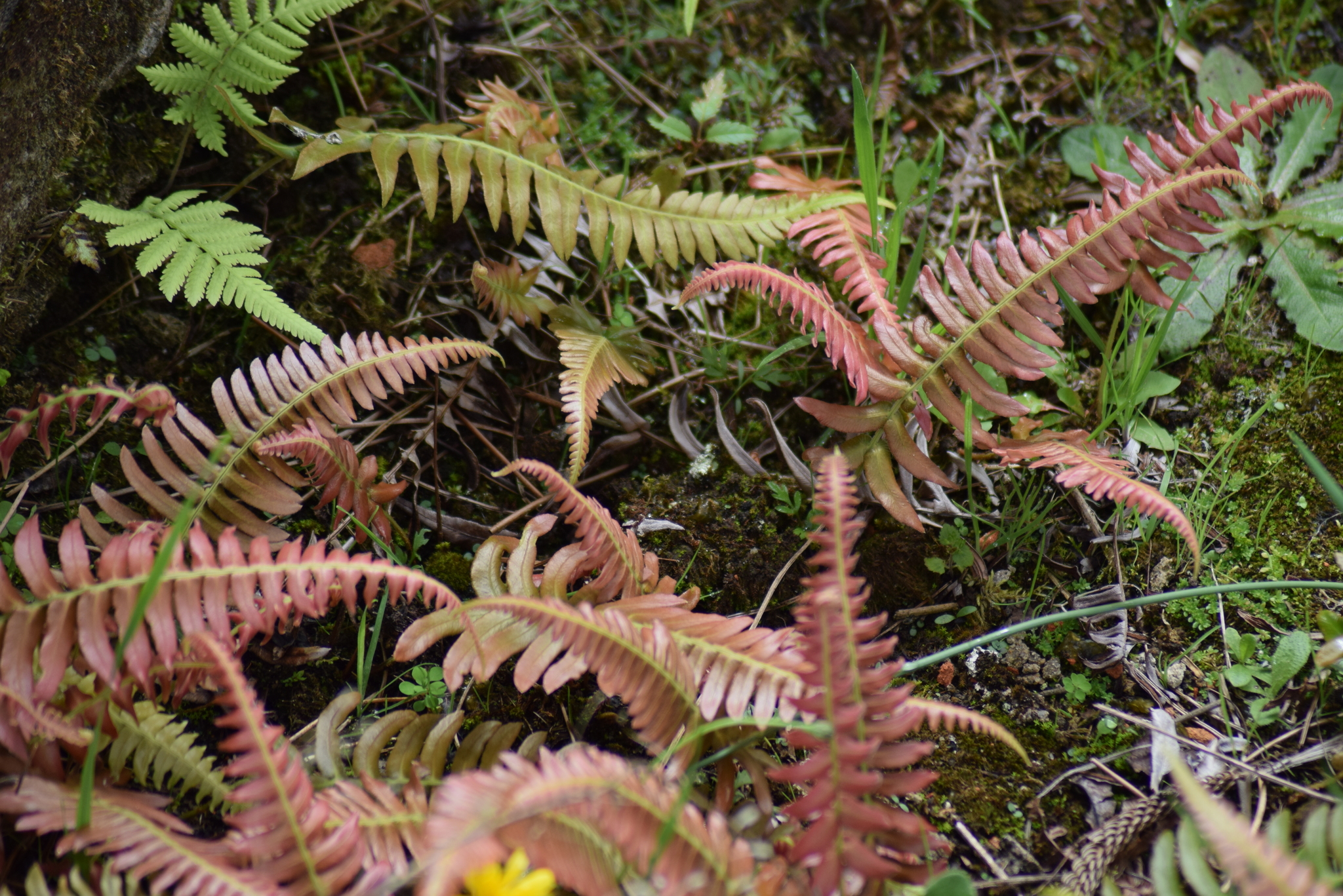 Blechnum occidentale