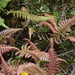 Hammock Fern - Photo (c) David Foster, some rights reserved (CC BY-NC-ND), uploaded by David Foster