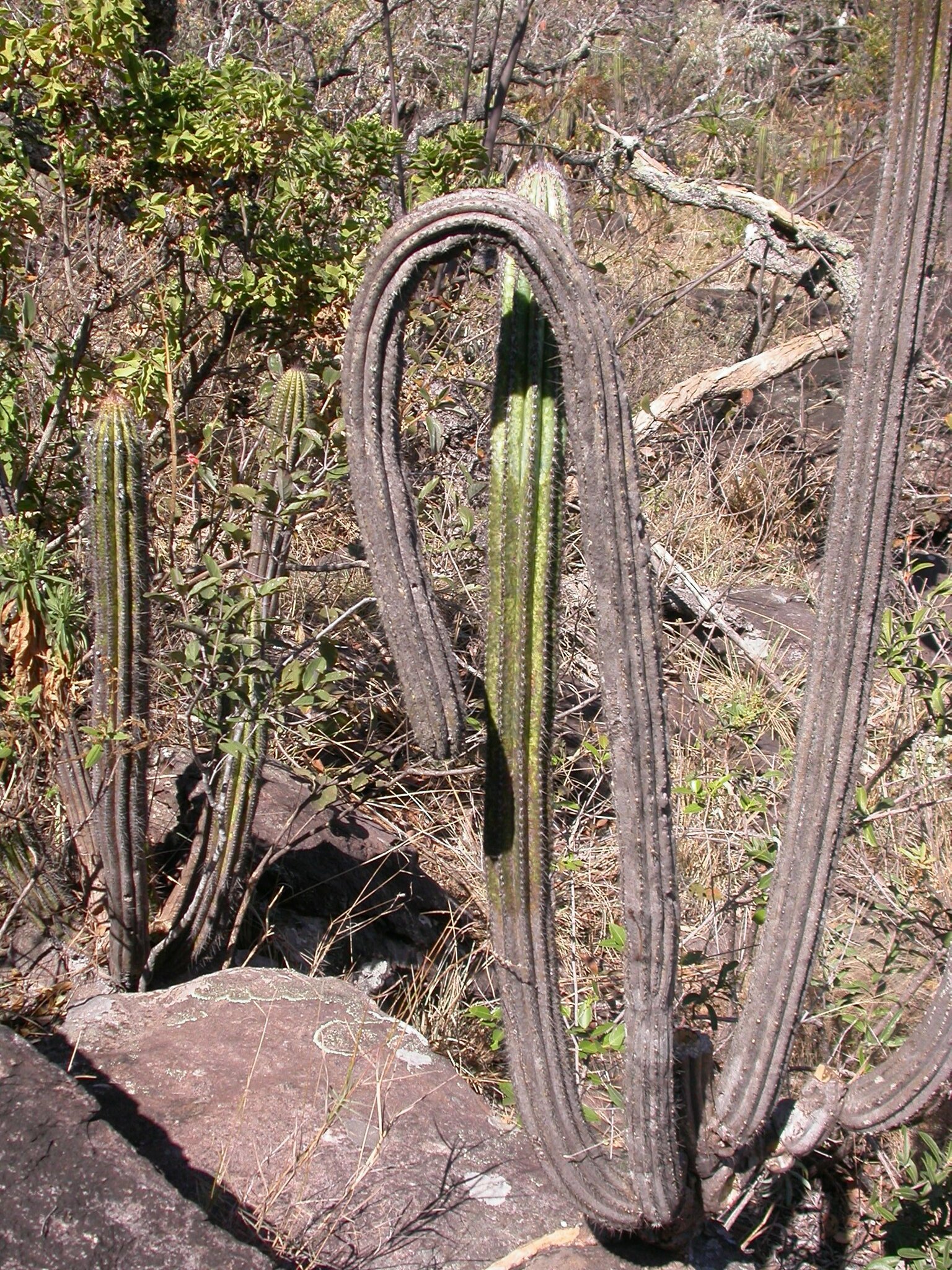 Pilosocereus machrisii