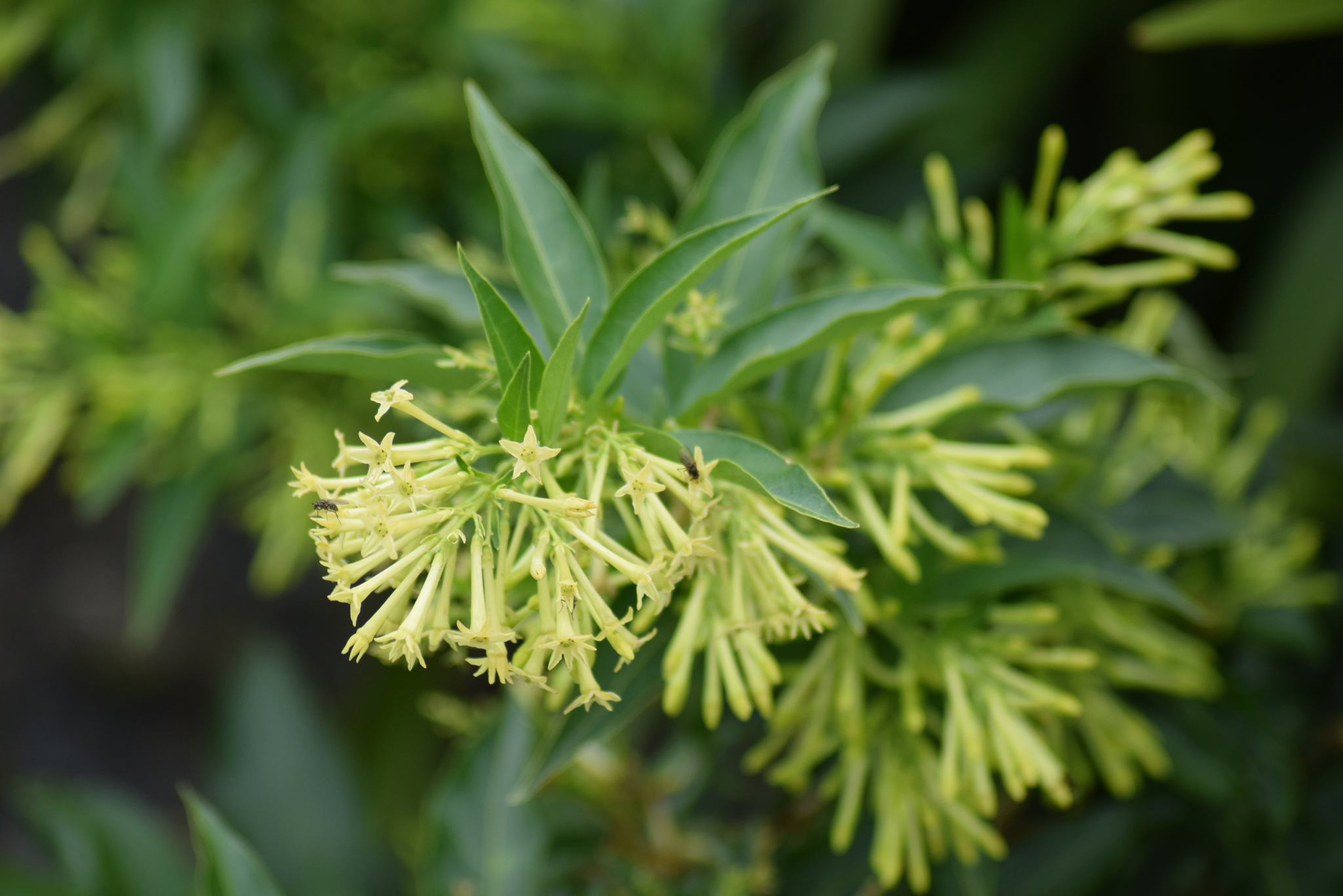 Cestrum