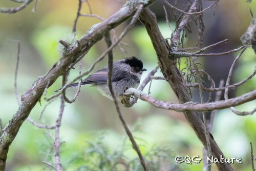 Black-browed Bushtit (Aegithalos iouschistos), photo 9