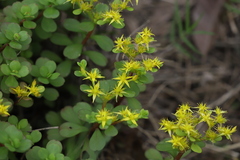 (c) Se Lena, some rights reserved (CC BY) Sedum emarginatum, photograph (c) Se Lena, some rights reserved (CC BY)