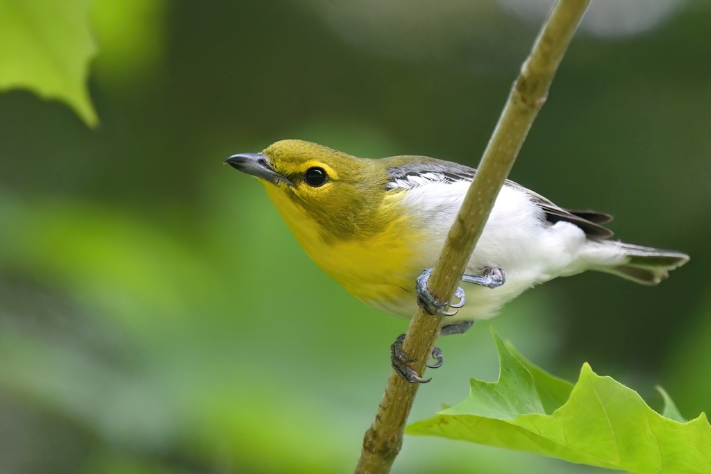 Yellow-throated Vireo (birds Of Tillie K. Fowler Regional Park 