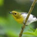 Yellow-throated Vireo - Photo (c) edporopat, some rights reserved (CC BY-NC), uploaded by edporopat