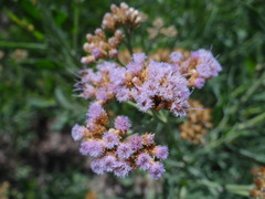 Tessaria absinthioides