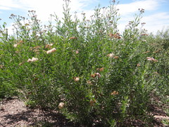 Tessaria absinthioides