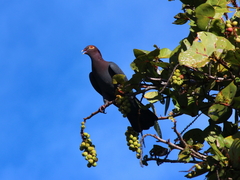 Patagioenas squamosa