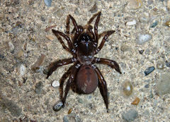 Antrodiaetus unicolor