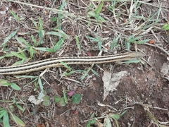 Chamaesaura macrolepis