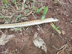 Chamaesaura macrolepis