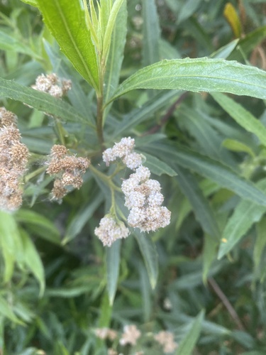 iNaturalist observation photo of mule fat