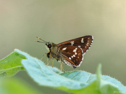 Northern Spotted Ace