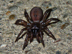 Antrodiaetus unicolor