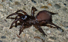 Antrodiaetus unicolor