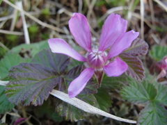 Rubus arcticus acaulis