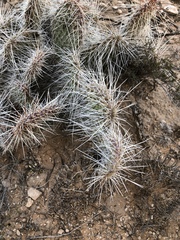 Opuntia trichophora