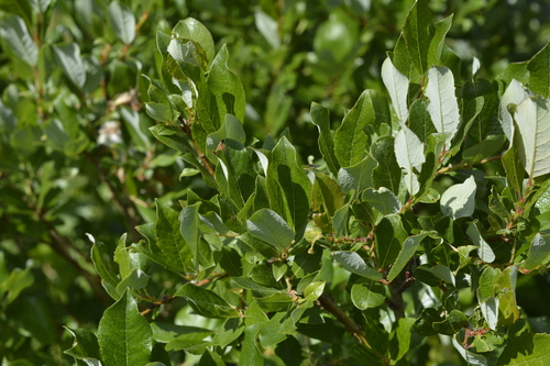 Image of Salix starkeana by no rights reserved