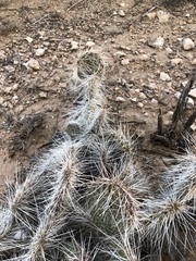Opuntia trichophora