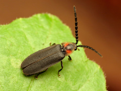 Lucidota punctata