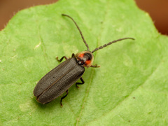 Lucidota punctata