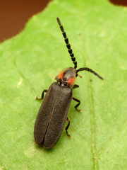 Lucidota punctata