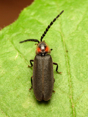 Lucidota punctata