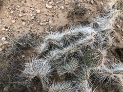 Opuntia trichophora