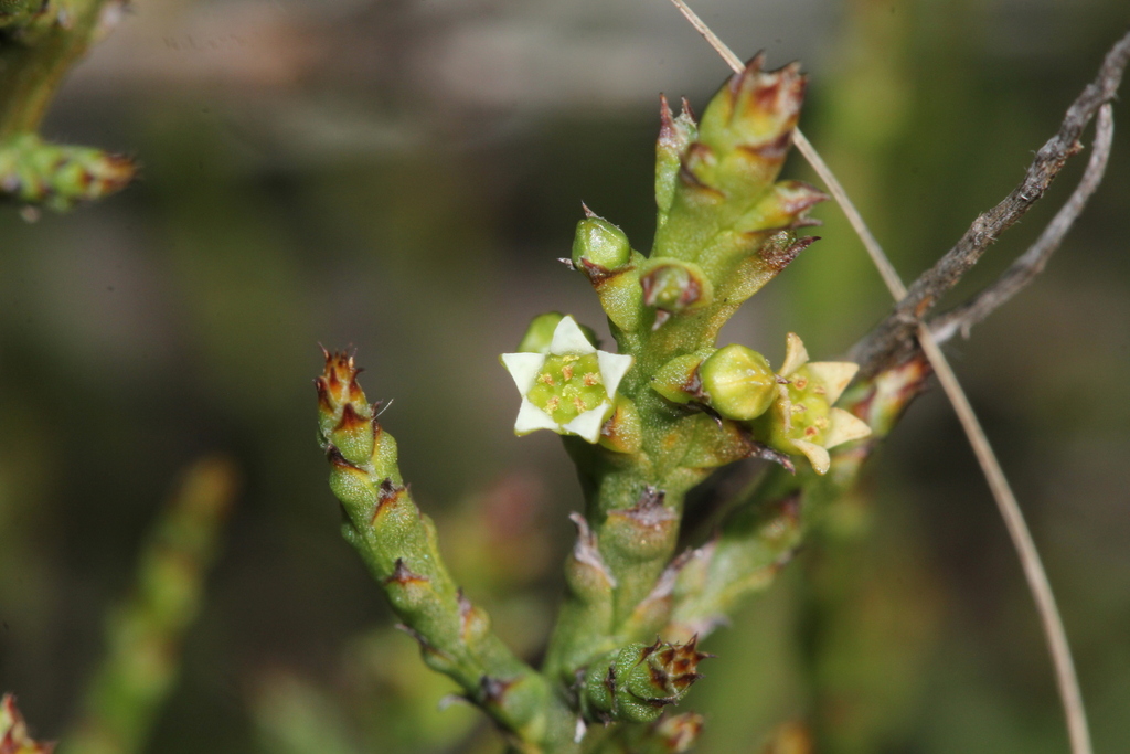 Thesium stirtonii