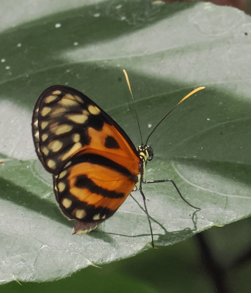Ceratinia iolaia