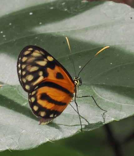 Ceratinia iolaia