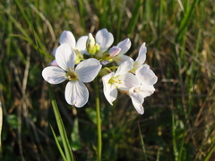 Cardamine polemonioides