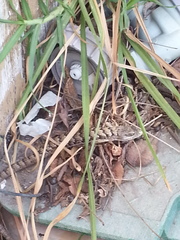 Elgaria multicarinata