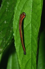 Haemadipsa picta