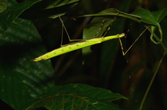 Anarchodes annulipes