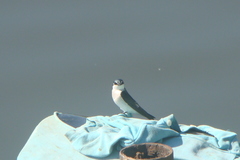 Tachycineta albilinea