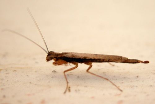 Amorphoscelidae
