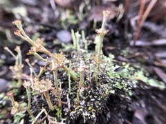 Cladonia concinna