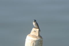 Tachycineta albilinea