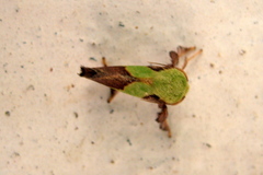 Aergina hilaris