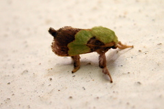 Aergina hilaris