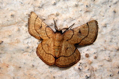 Cacochloris uvidula