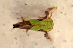 Aergina hilaris