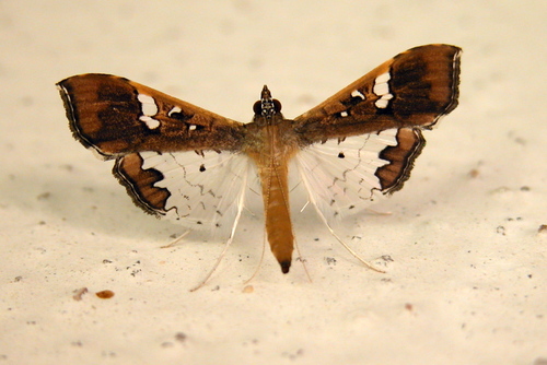 Mung Bean Moth