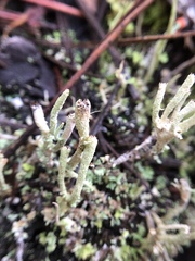 Cladonia crispata