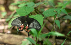 Papilio polytes ledebouria