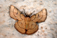Cacochloris uvidula