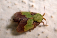 Aergina hilaris