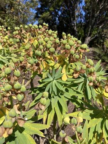 Euphorbia bourgaeana image