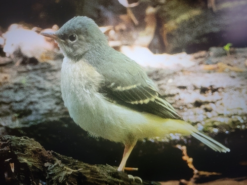 Bergeronnette des ruisseaux, jeune